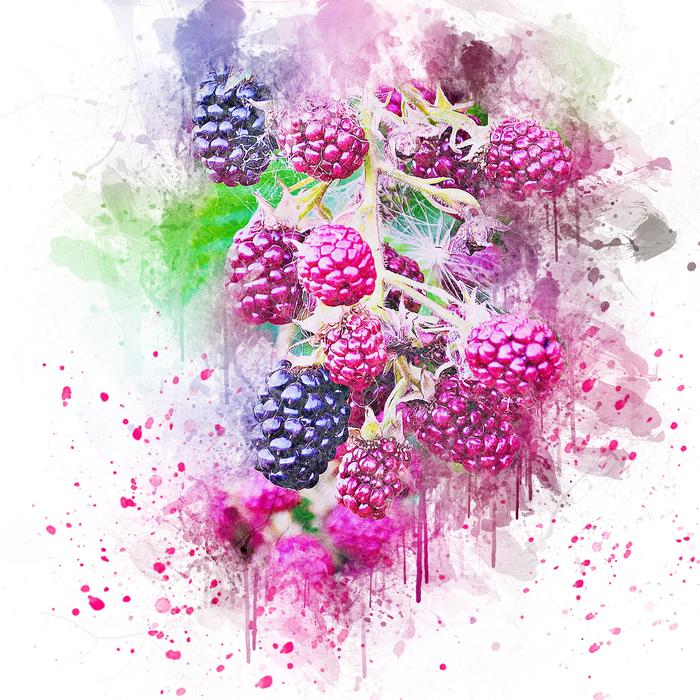 Raspberry watercolor drawing