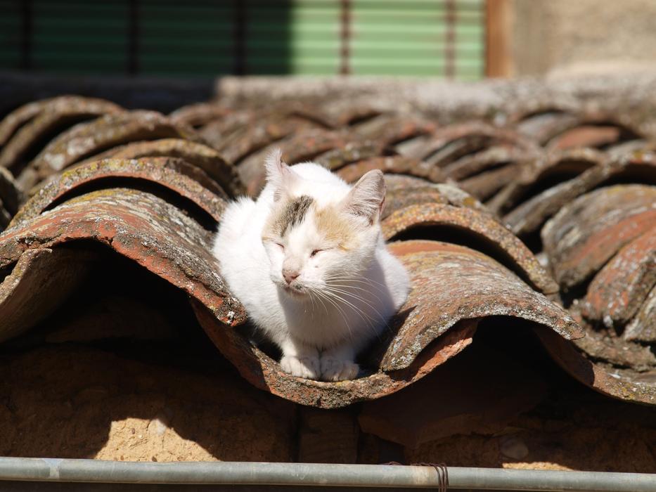 Cat About
