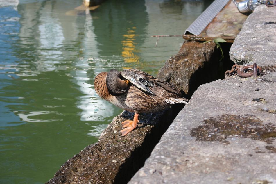 Duck Mallard Bird Water