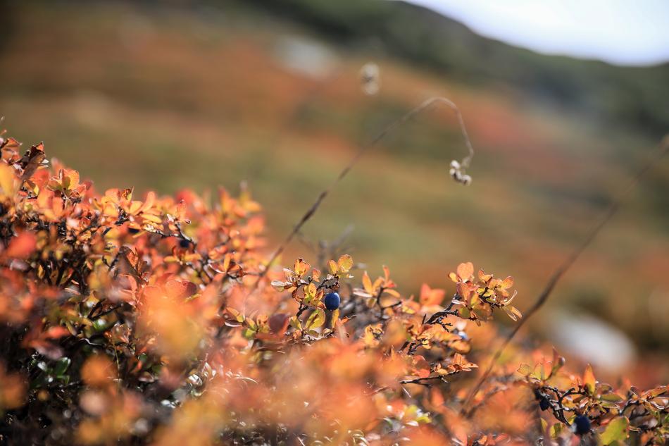forest blueberries in autumn leaves