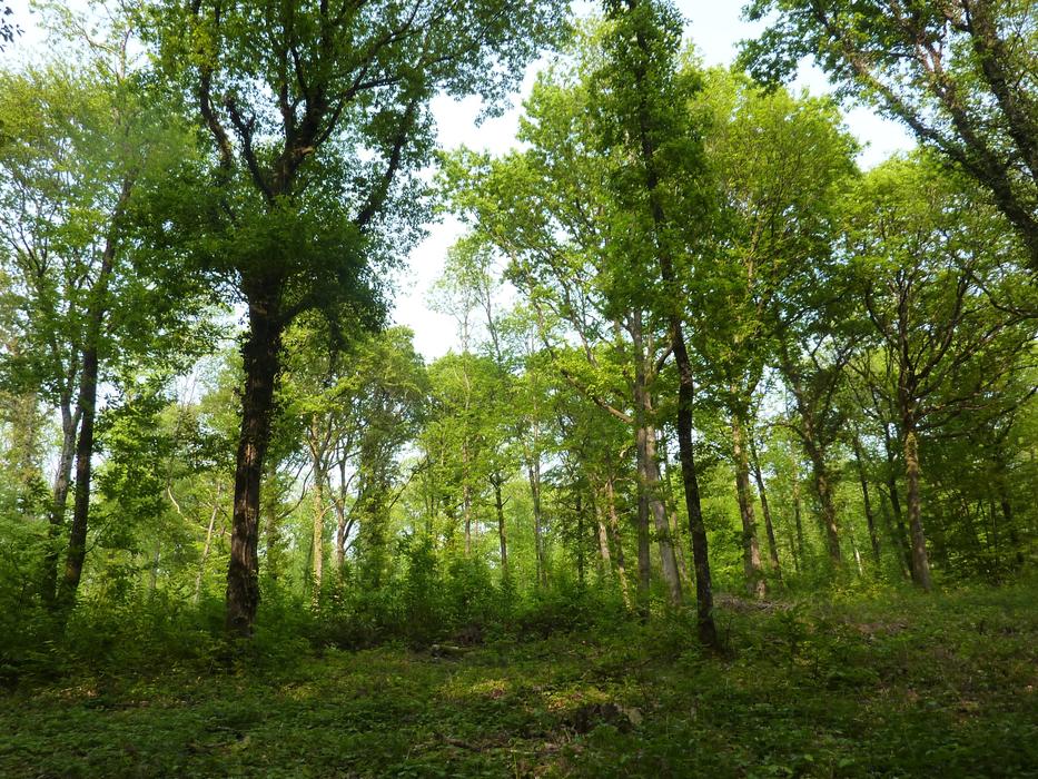 forest green landscape