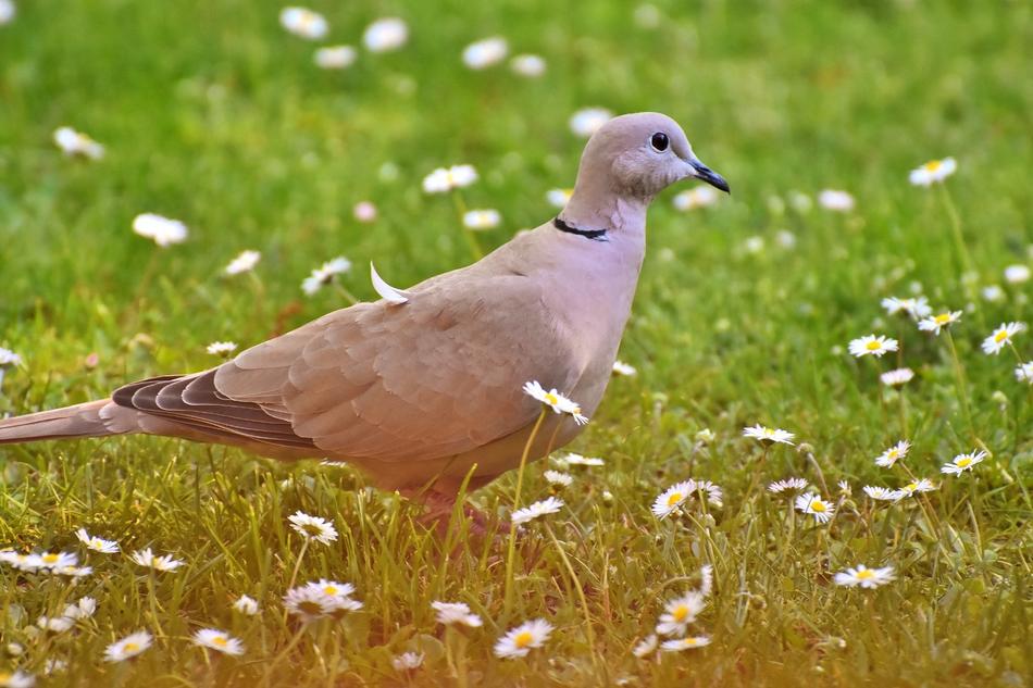 Dove Collared Bird