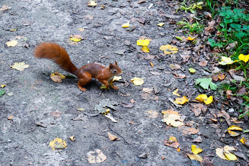 squirrel on a path with autumn leaves