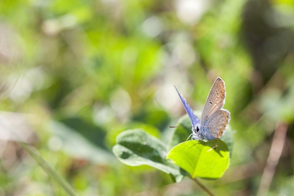 Butterfly Macro Insect