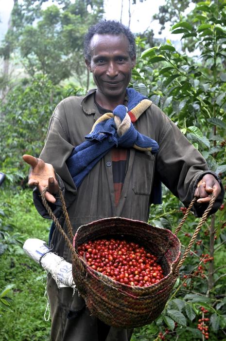 man harvests berries