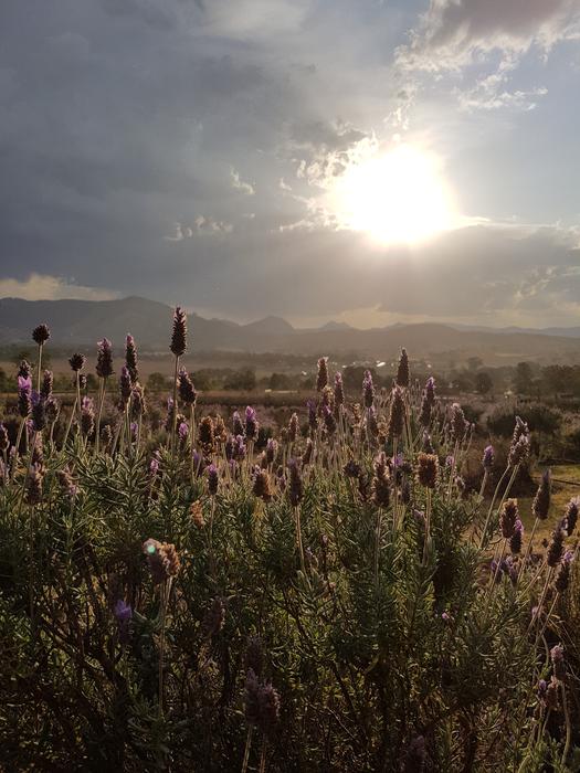 Lavender Farm Kooroomba