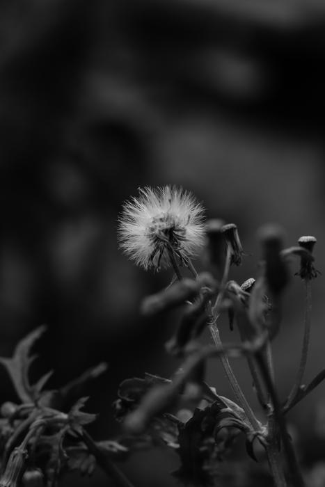 Flower Wild Autumn Black