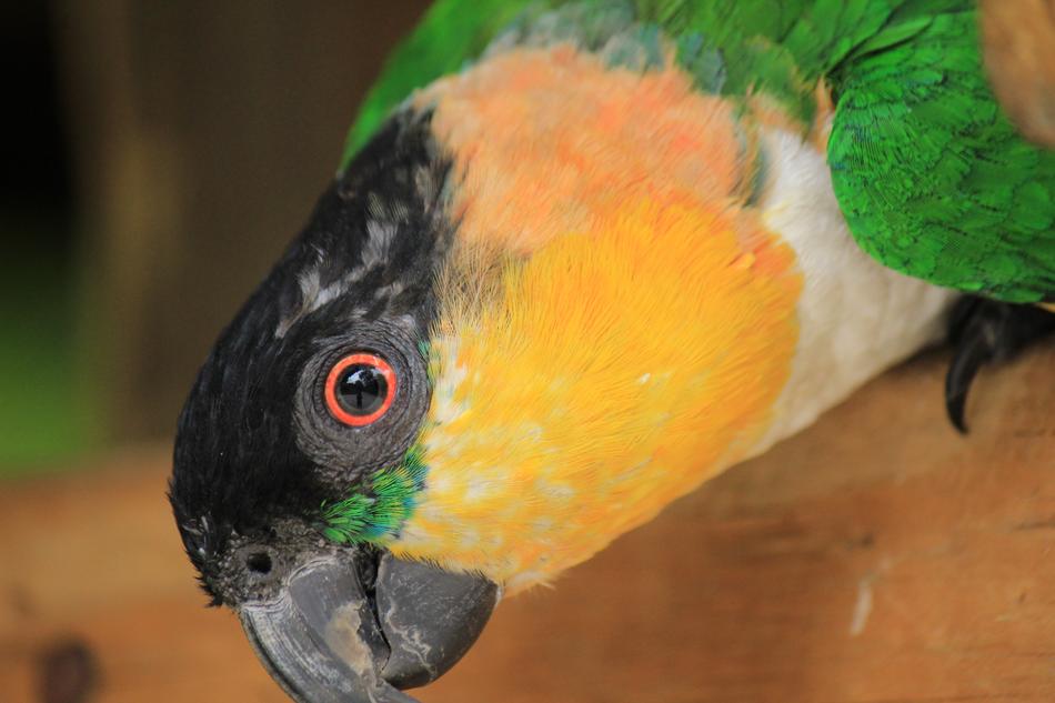 Parrot Guy Beautiful