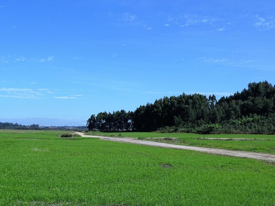 Plantation Sky Nature