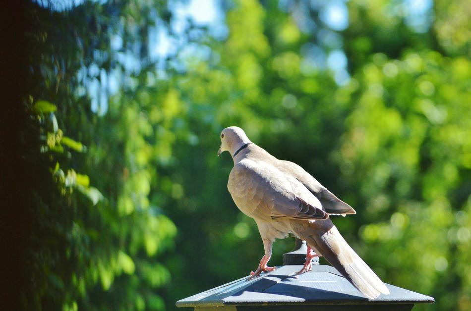 Dove Bird Collared