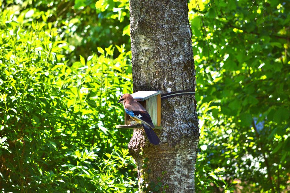 Jay Bird Garrulus Glandarius Raven
