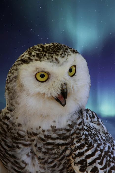 Snowy Owl Male