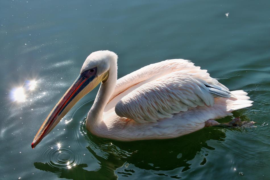 Pelikan Bird Park