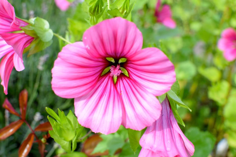 Mallow Flower Blossom free image download