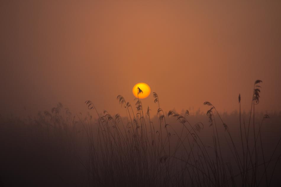 Sunrise Spring Lake Mood