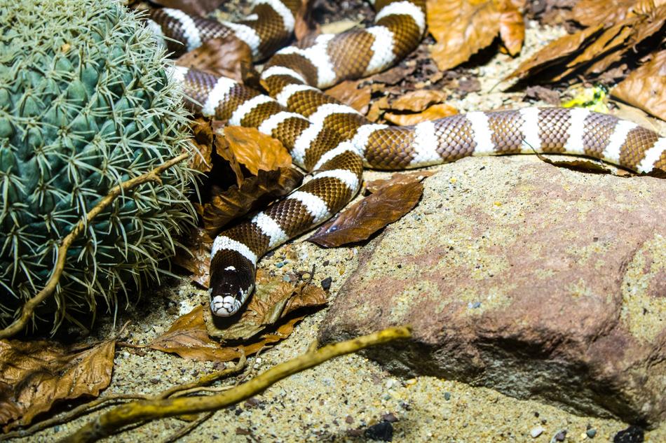 Snake Stripe Animal