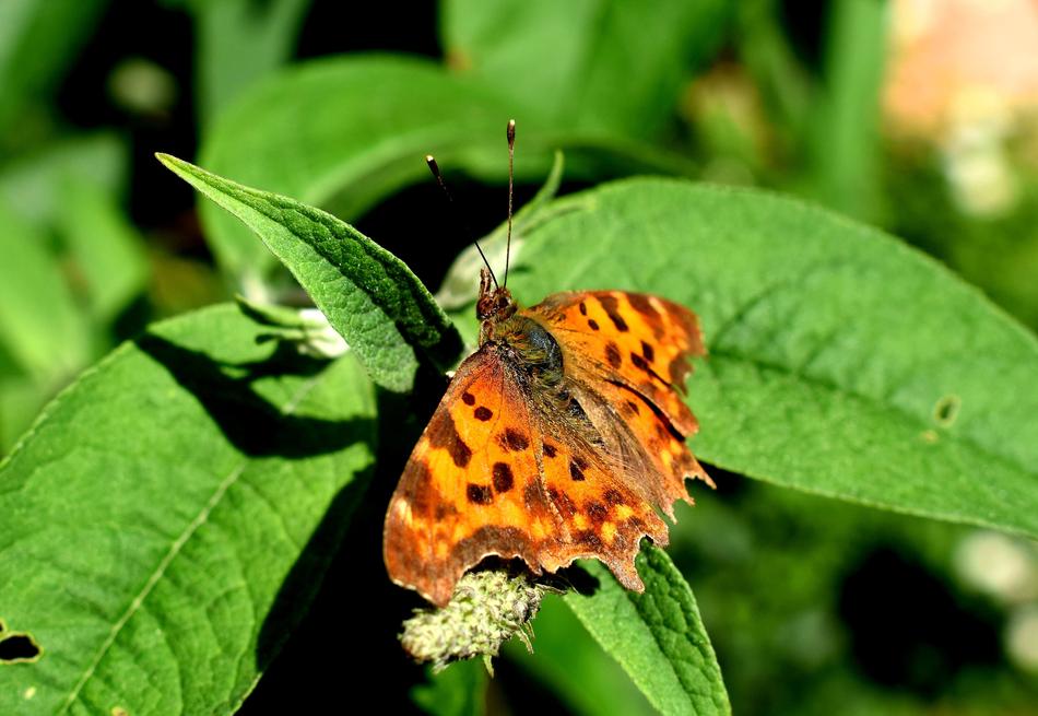 Butterfly C Butterflies