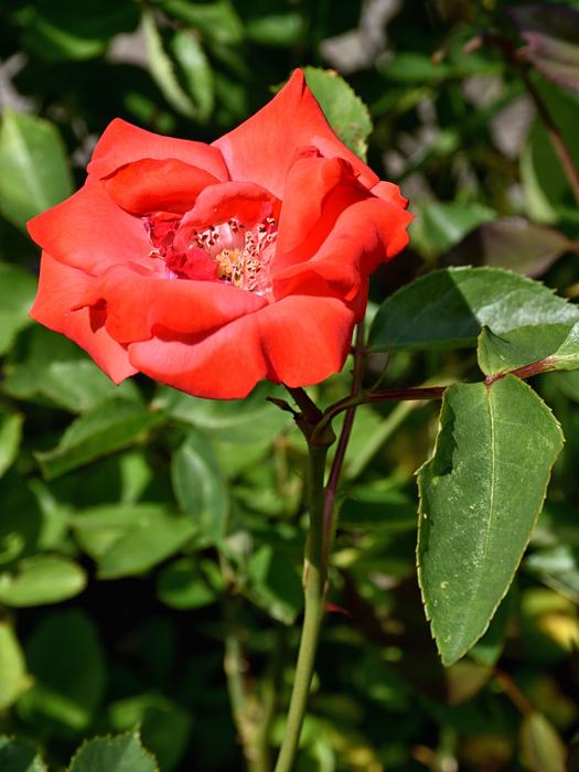 Rose Blossom Bloom