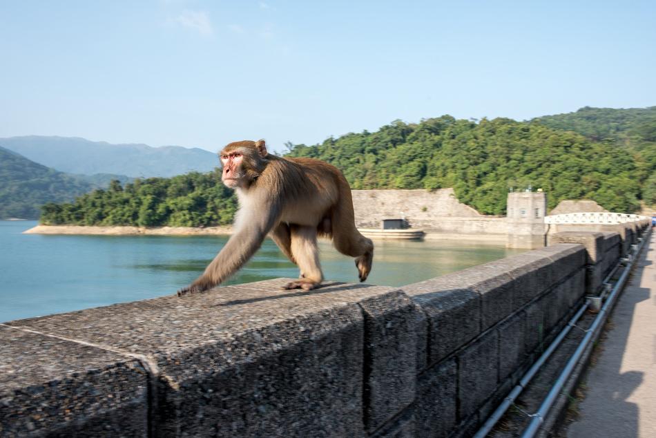 wild monkey runs along the stone embankment