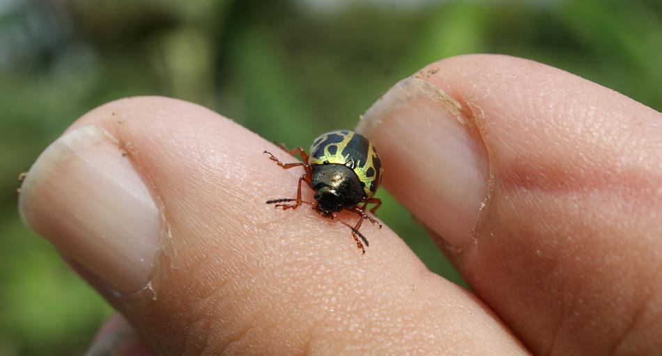 Image Insect Ladybug