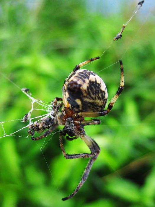 Animal Arachnids Banana