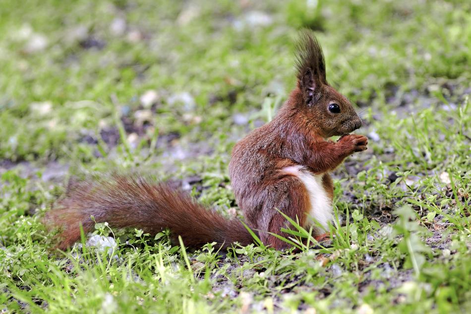 The Squirrel Nature Park