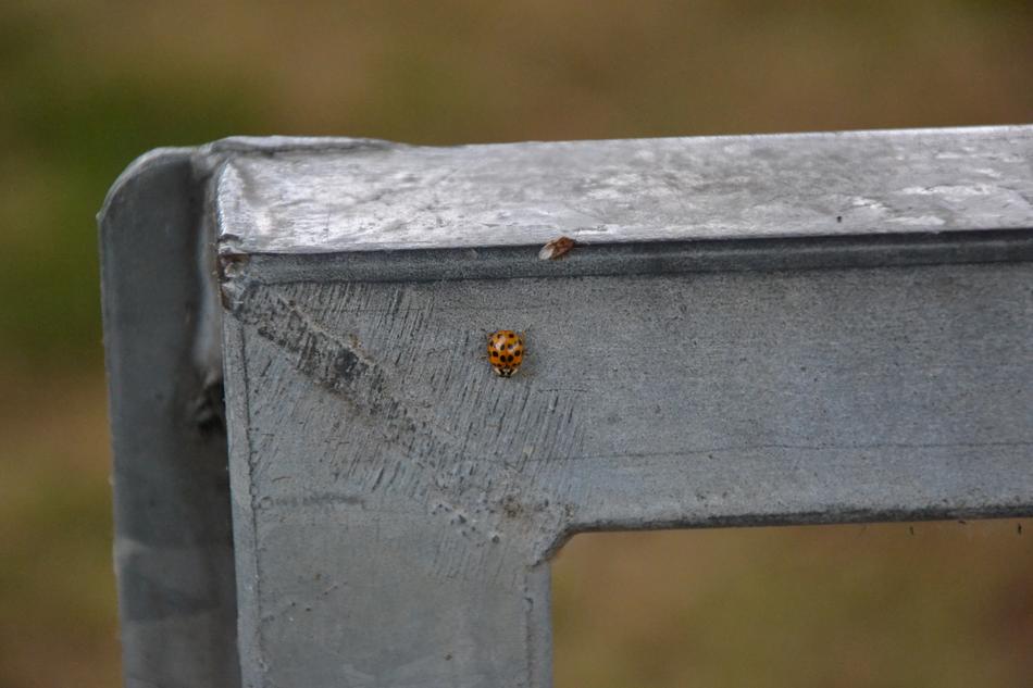 Ladybug Beetle on grey metal construction