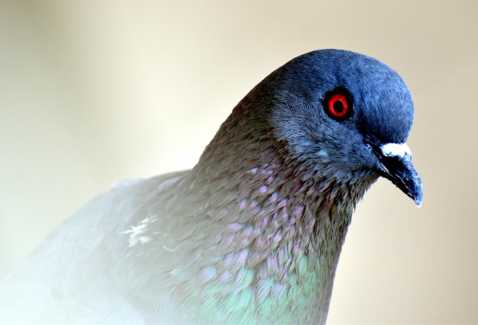 feral pigeon with orange eyes