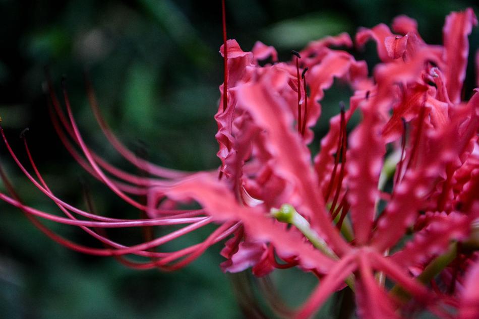 Amaryllis Red Flowers Spider