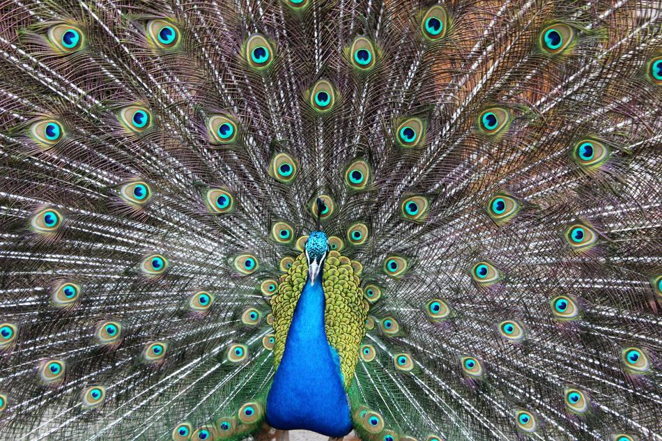 Peacock Color Blue