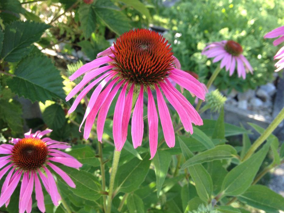 Flower Echinacea