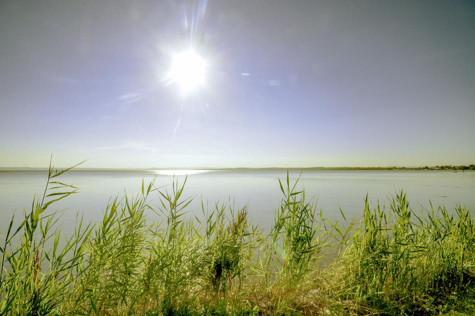 Lake coast grass