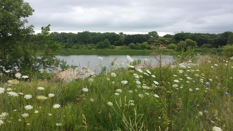 Landscape of a field with flowers by a lake