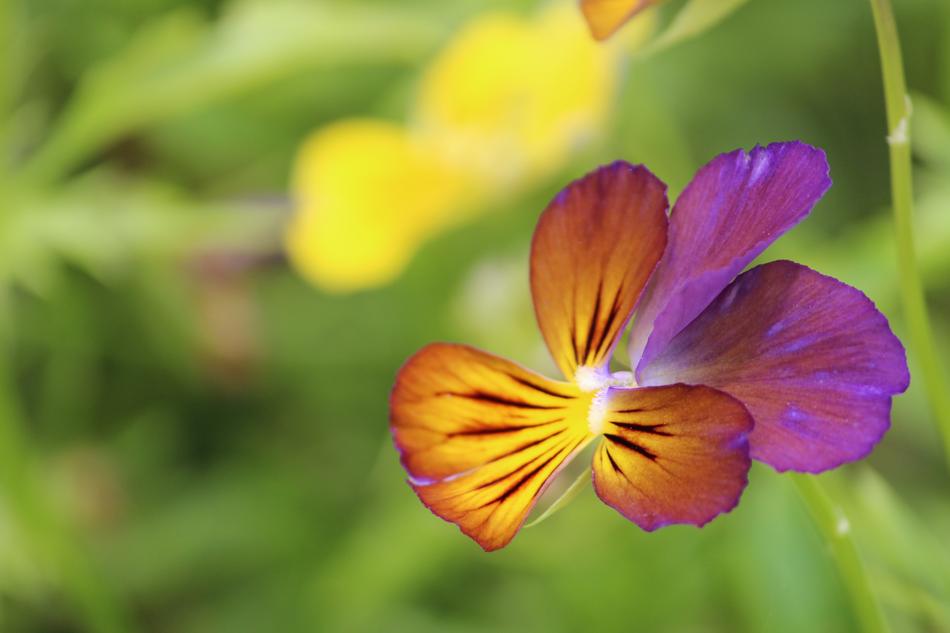 colored flower on a stem