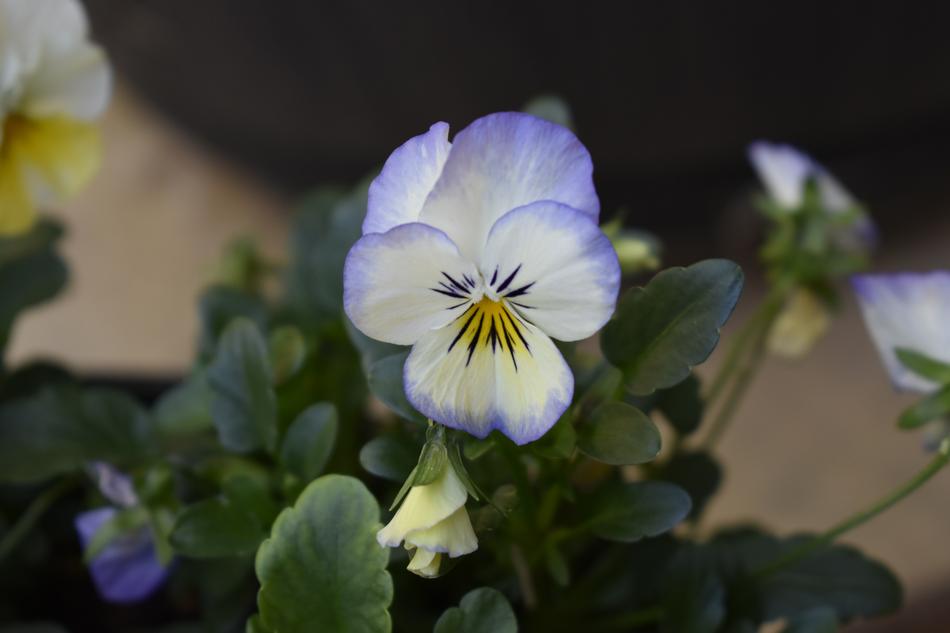 small flowers at home