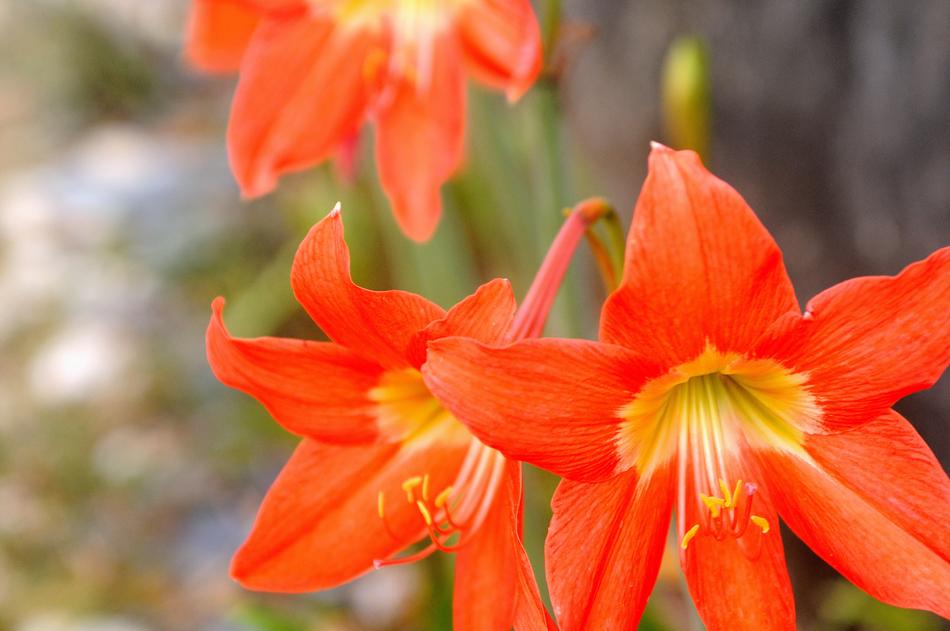 Flower Orange