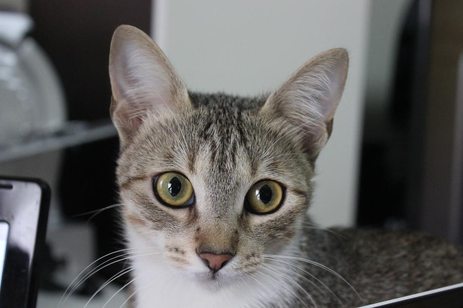 Cat Malai Domestic