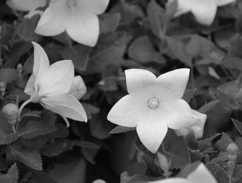 white flower on bushes view