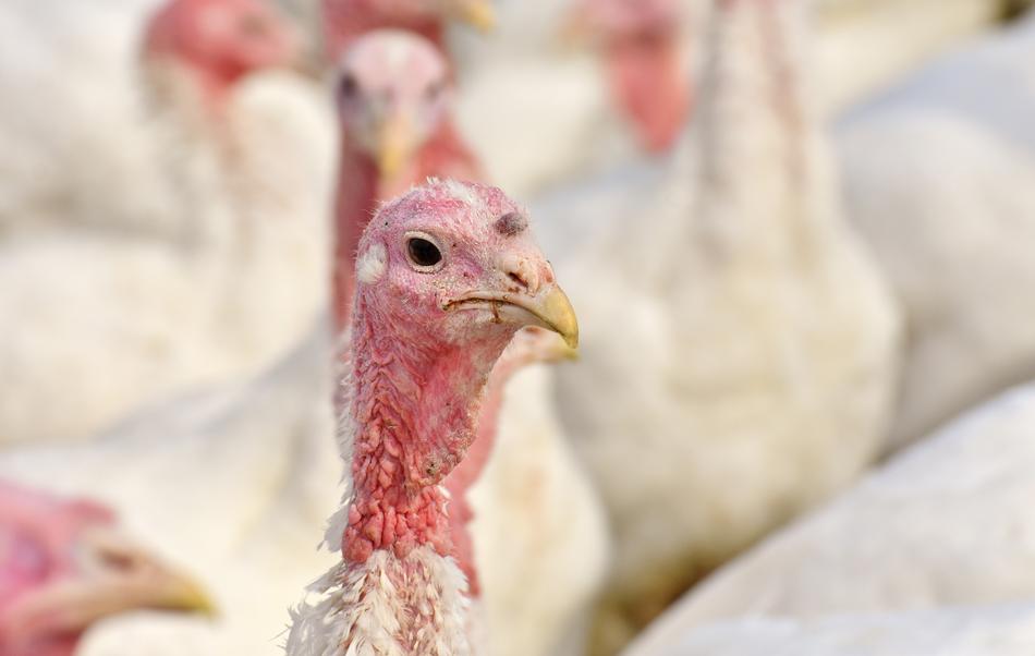 Turkeys Birds Poultry