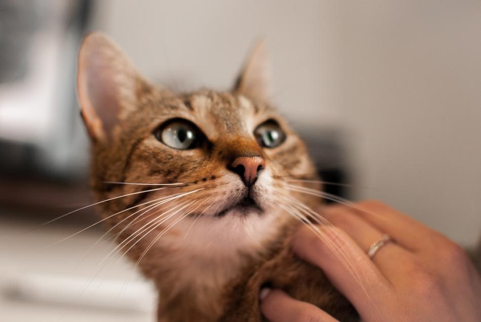 Cat Sweet Kitten