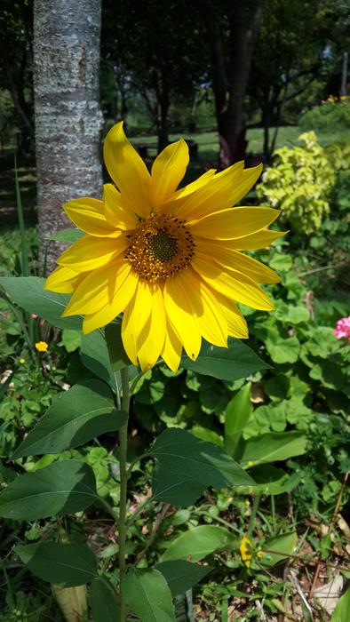 large yellow flower open