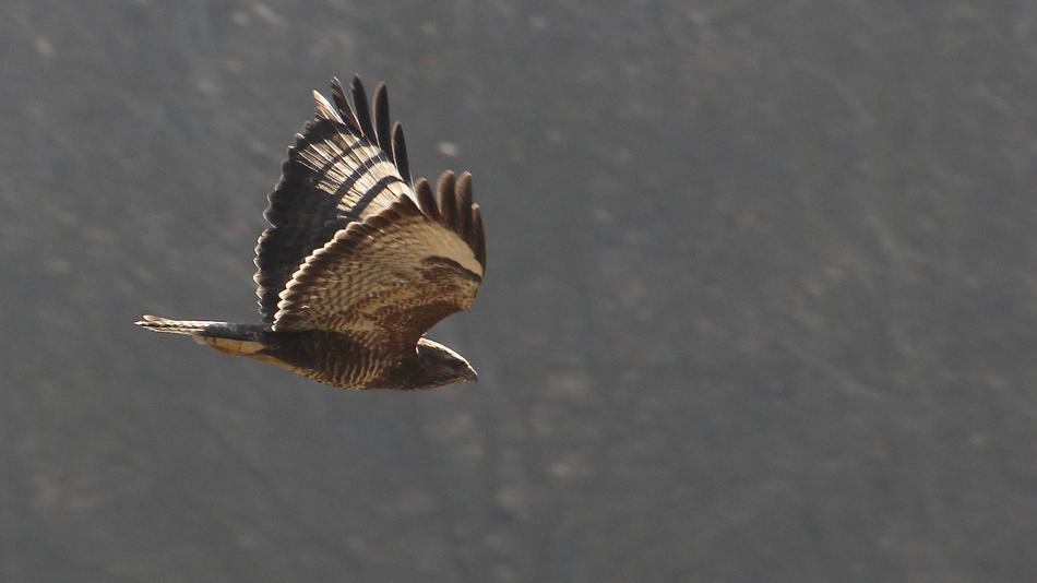 Bird Raptor In