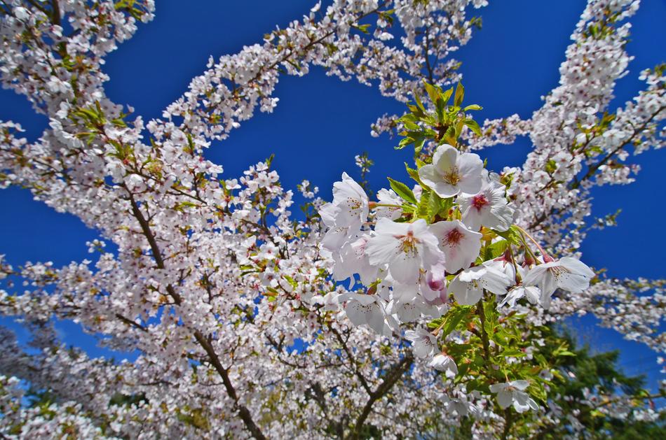 Tree Spring Cherry Blossom