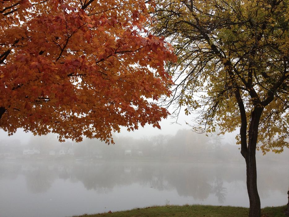 River Fall Trees