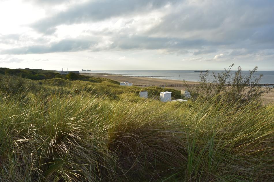 Dune Grass North Sea