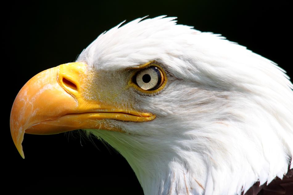 Bird Of Prey National