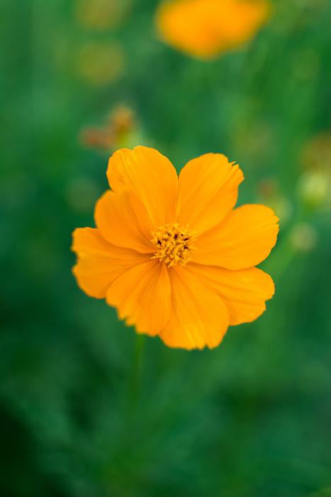 Flower Marigold