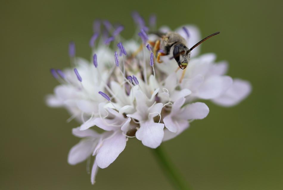 wasp on a beautiful flower