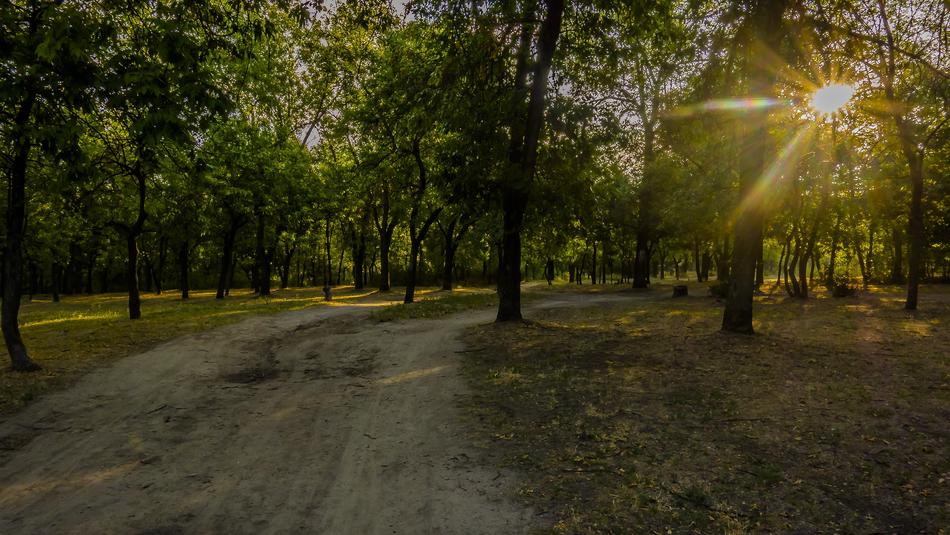 Road Forest Sun