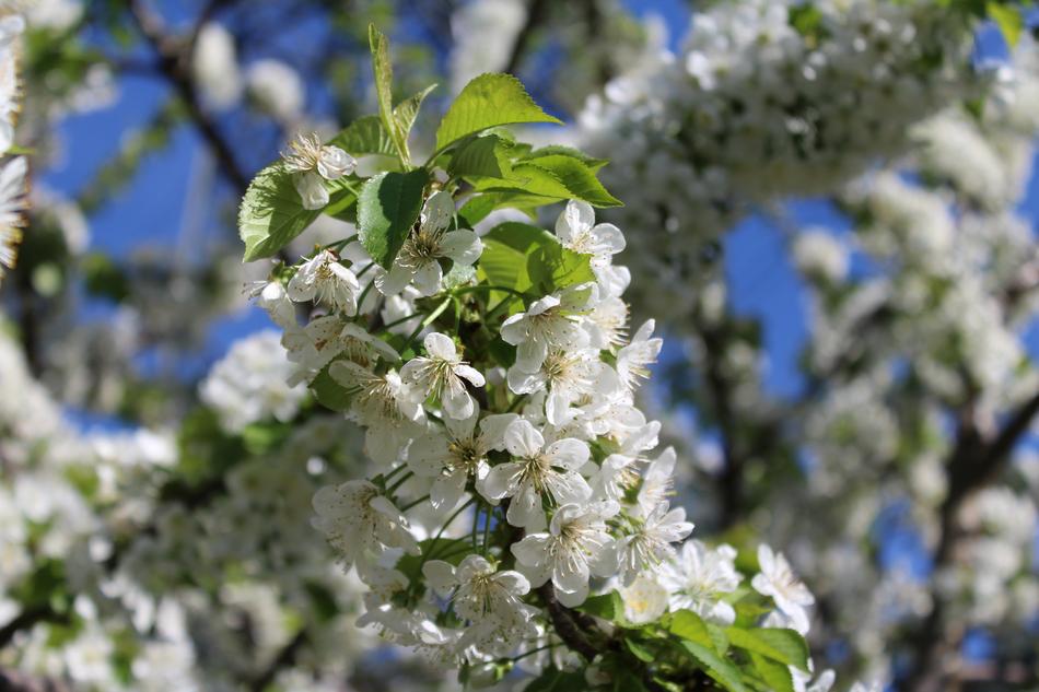 white flowers of the fruit tree